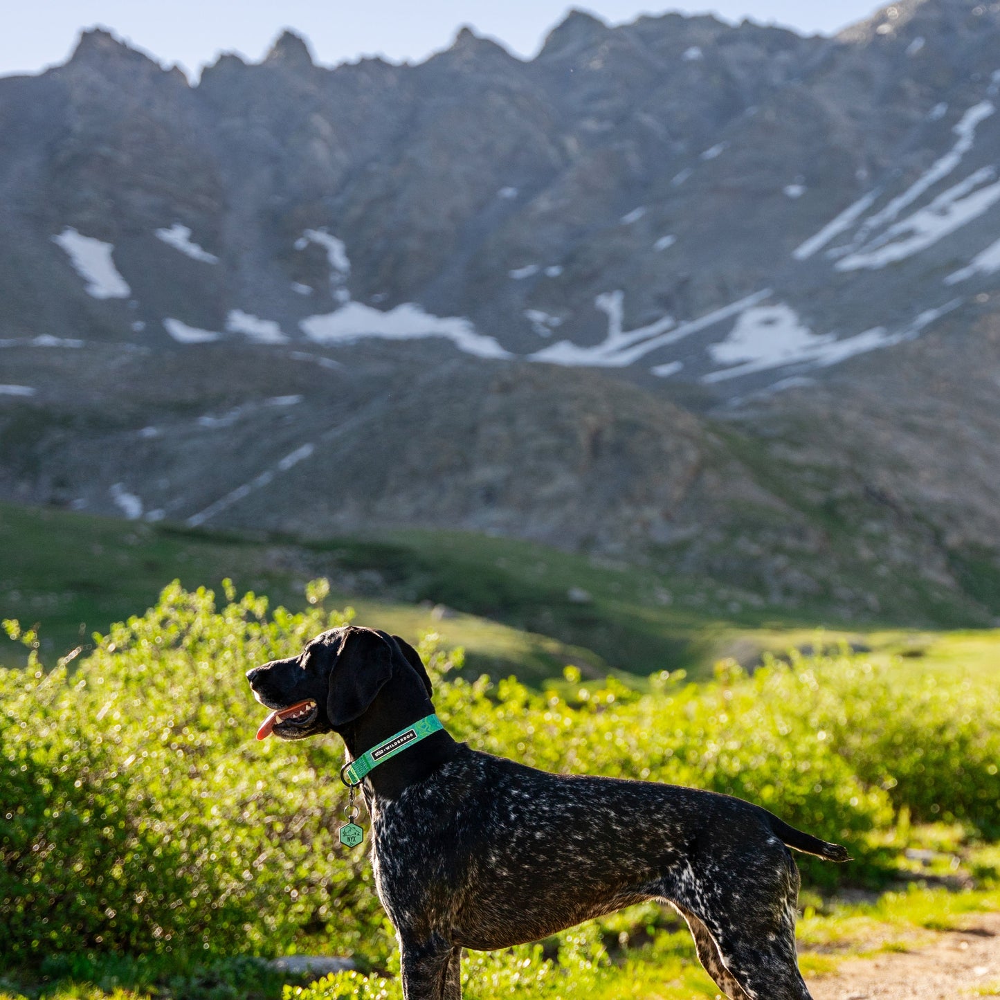 Wilderdog x Stio Ultralight Collar