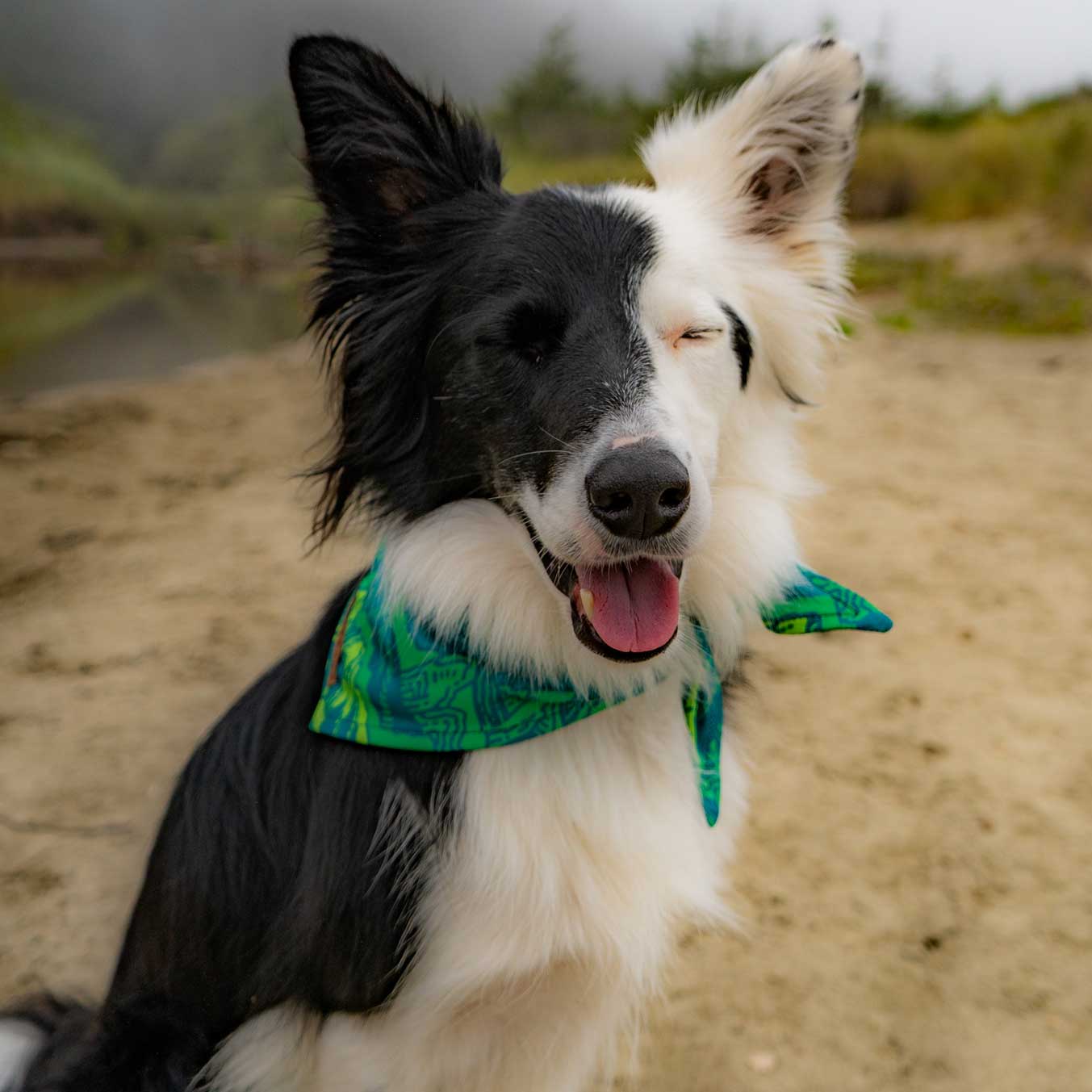 Wilderdog x Stio Bandana