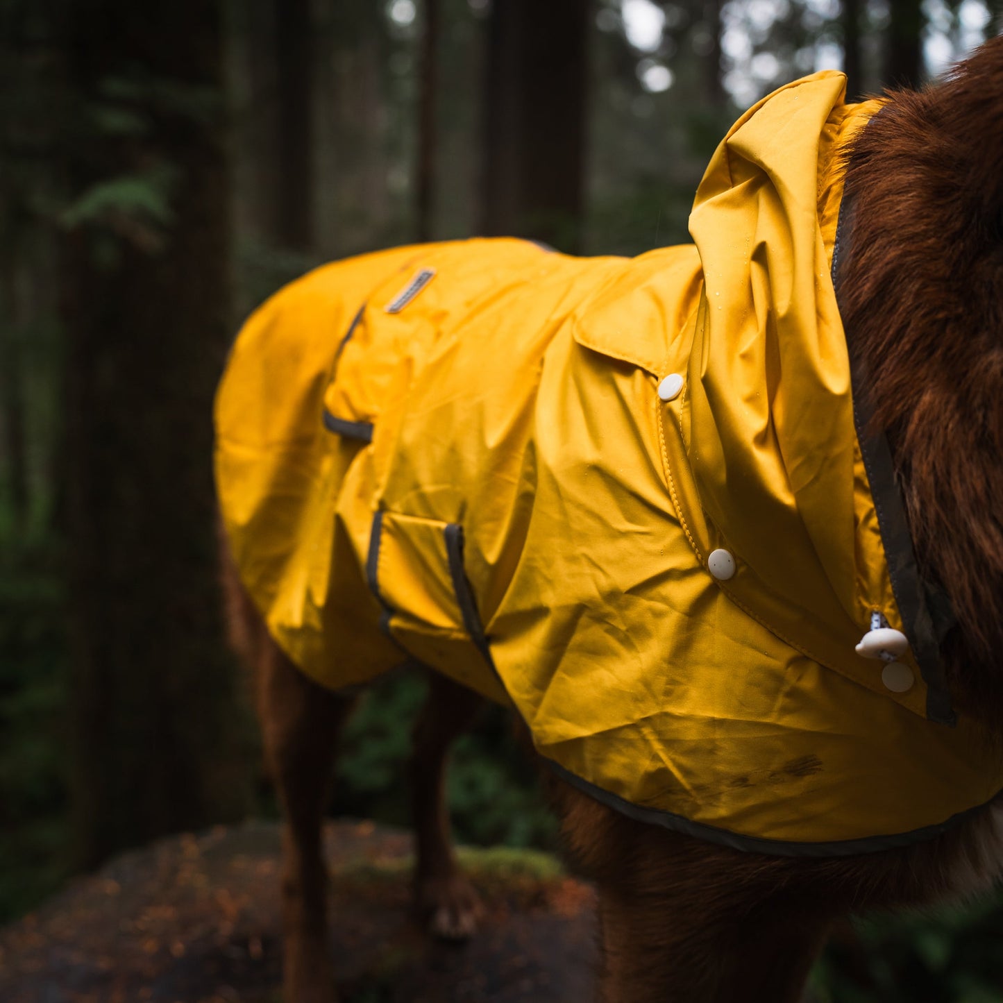Dog Rain Jacket