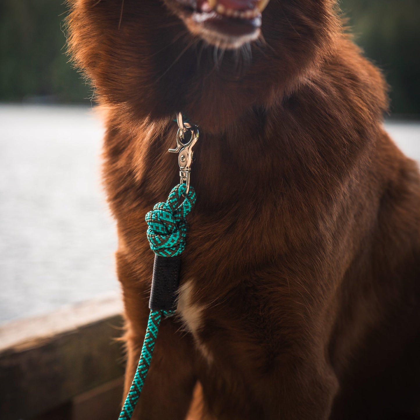 Cascade Quick Clip Leash