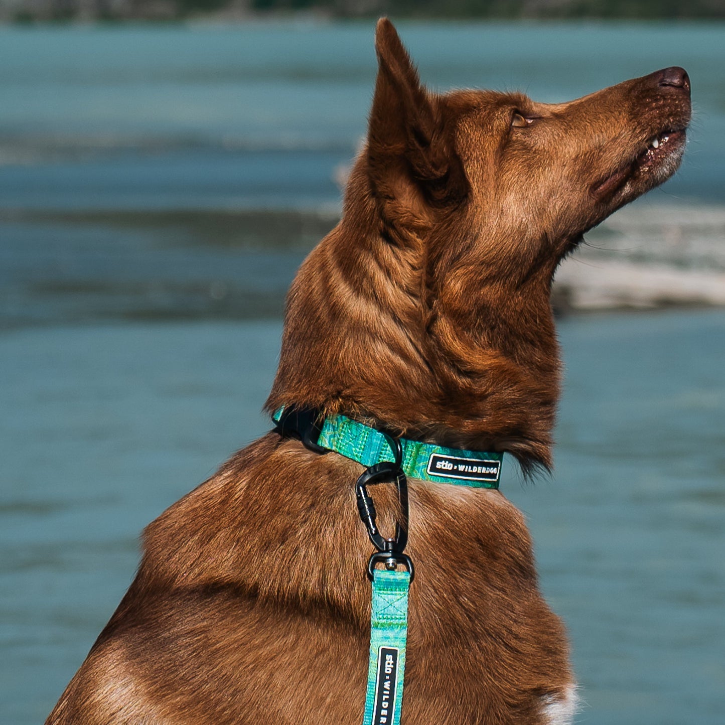 Wilderdog x Stio Ultralight Collar