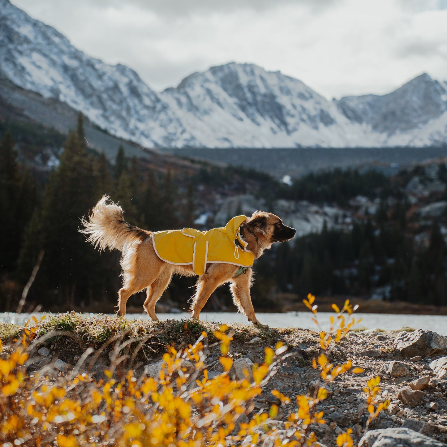 Dog Rain Jacket