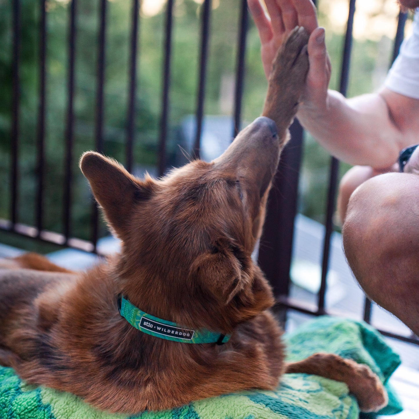 Wilderdog x Stio Ultralight Collar