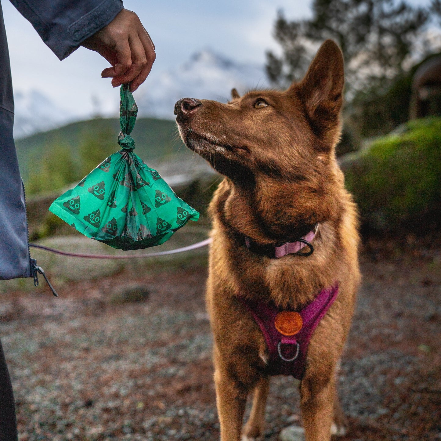 Compostable Dog Poop Bags - 3 Pack