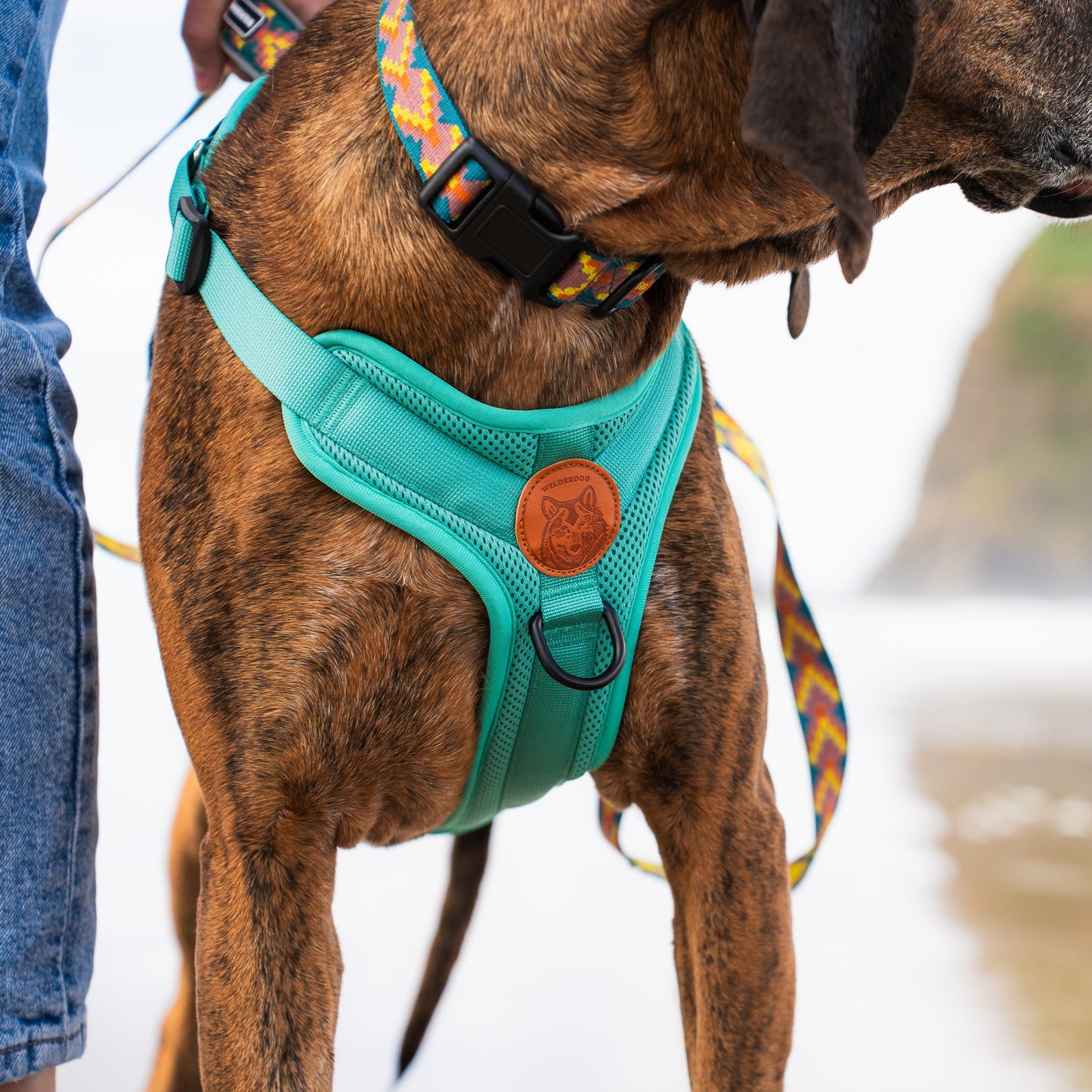 Dog Harness