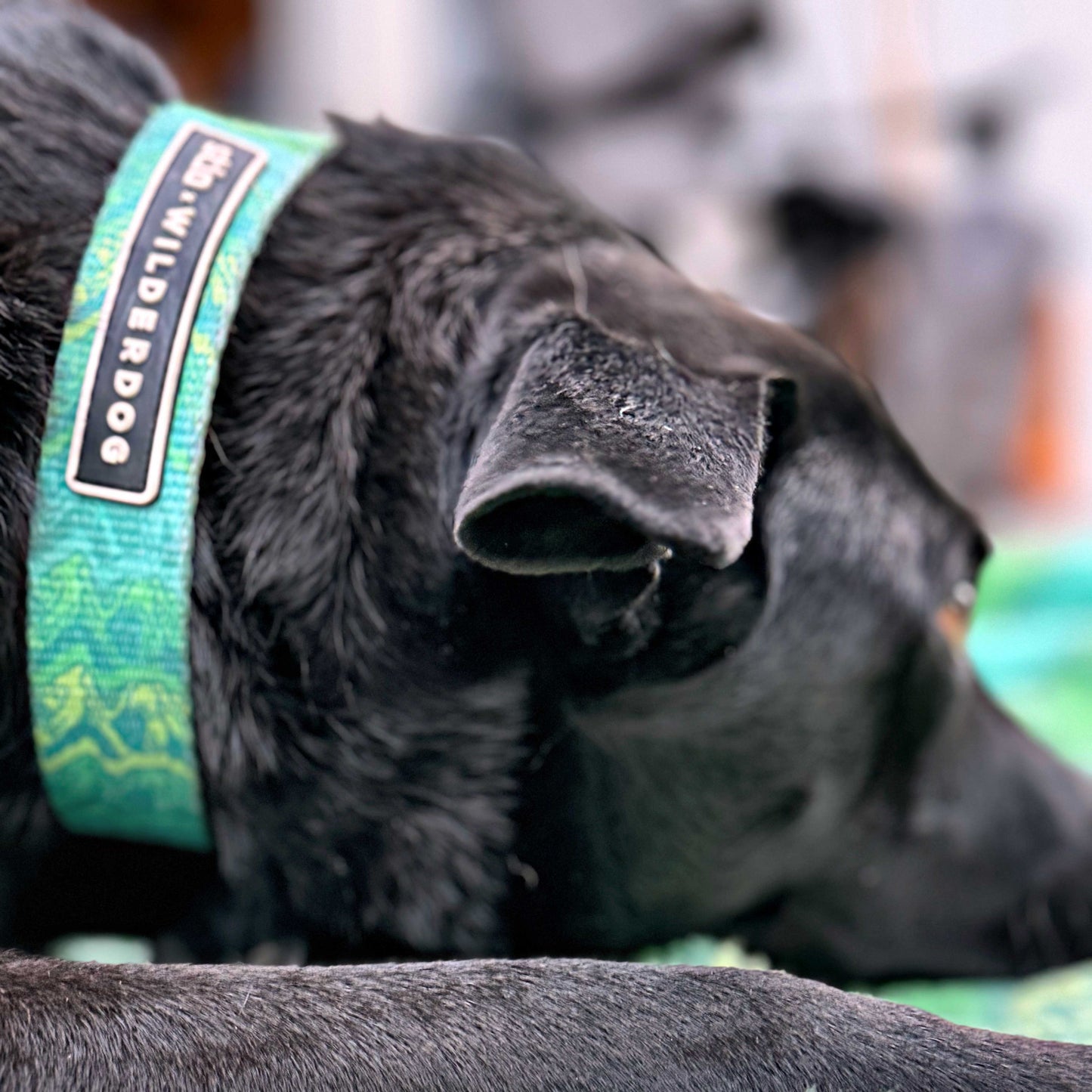 Wilderdog x Stio Ultralight Collar