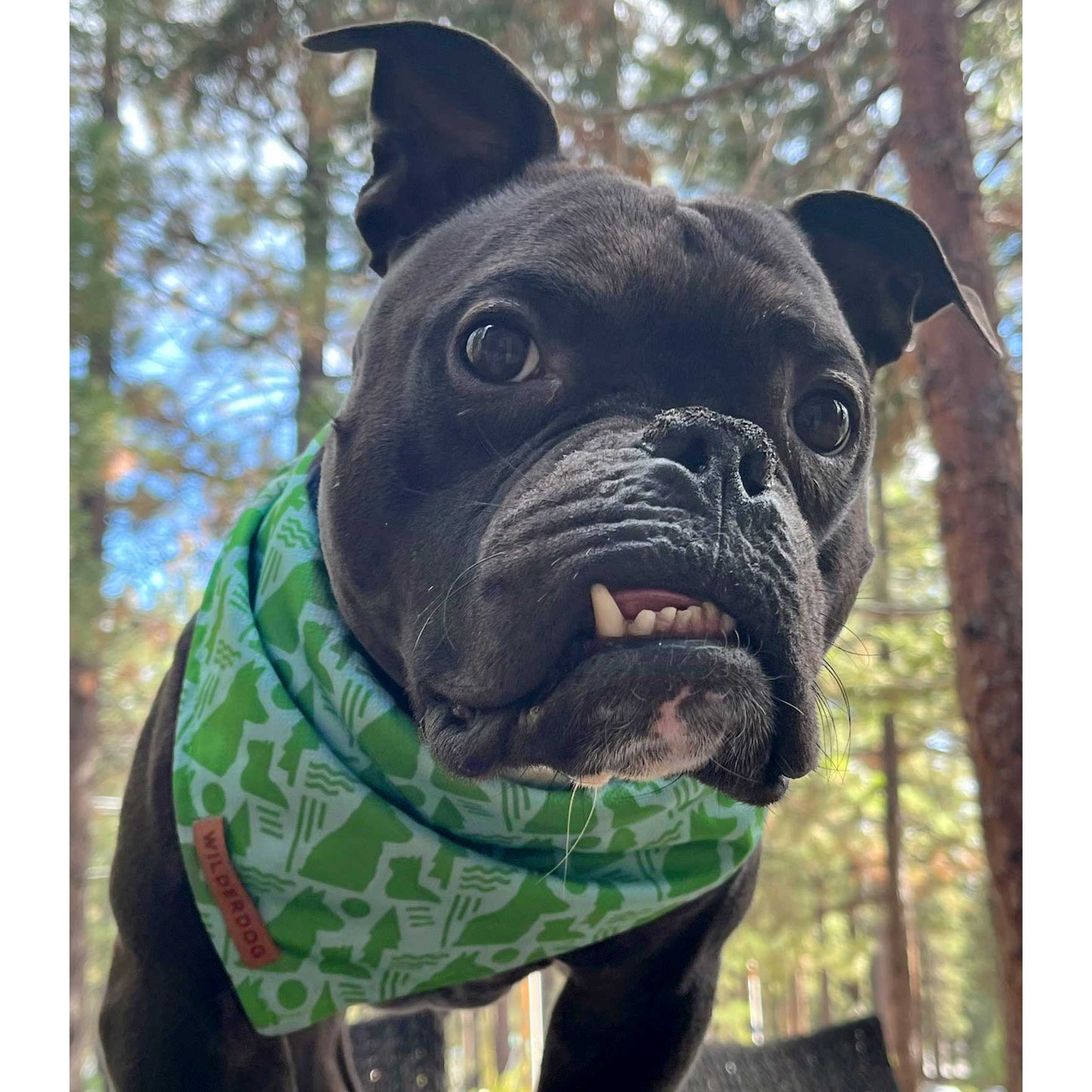The Pet Network Bandana