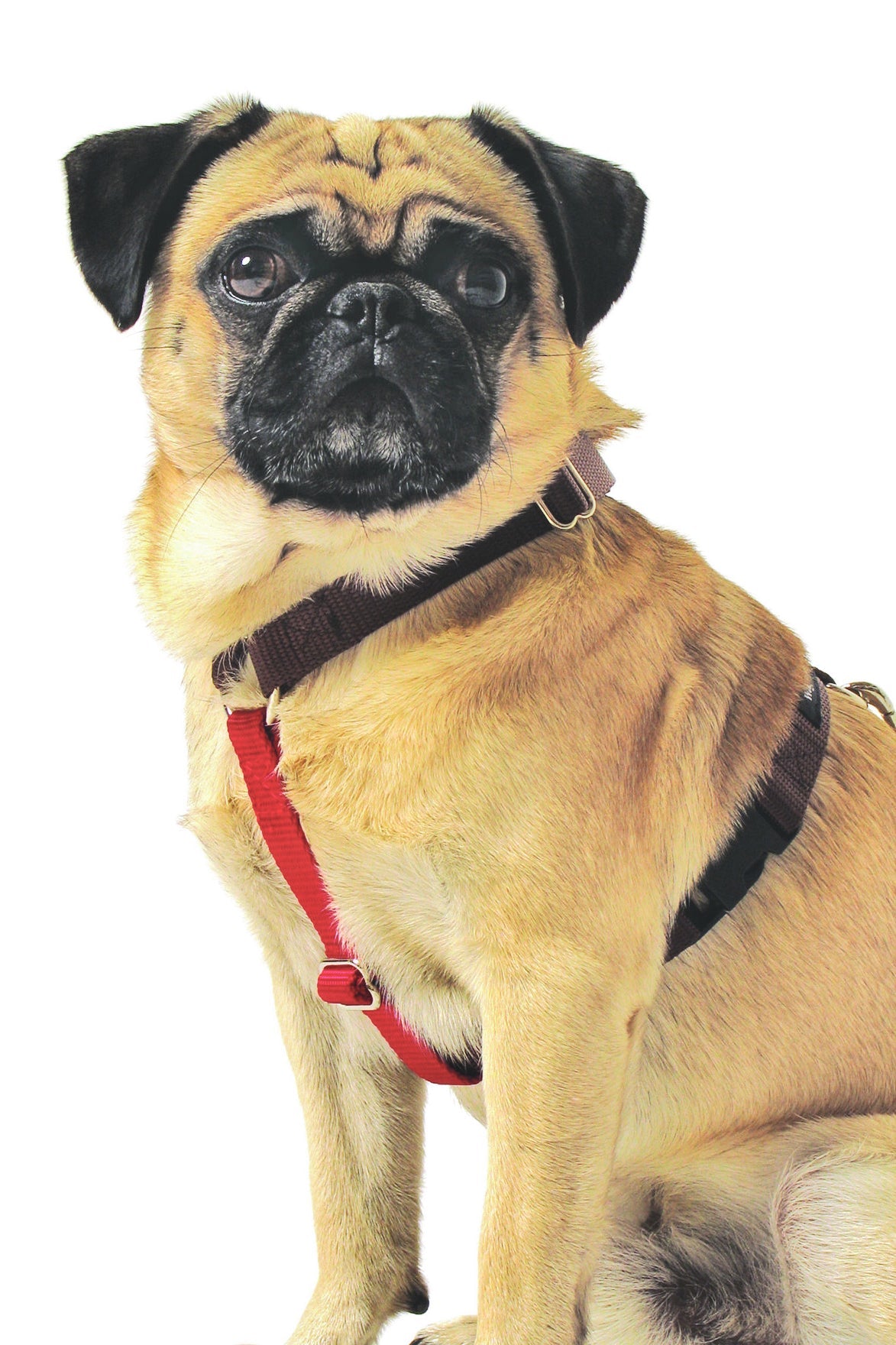 Contrast Nylon Harness