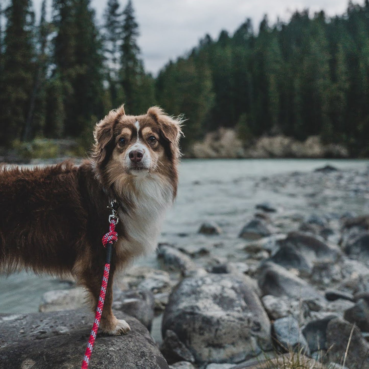 Maple Quick Clip Leash