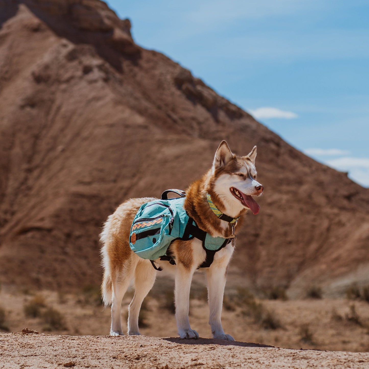 Dog Backpack