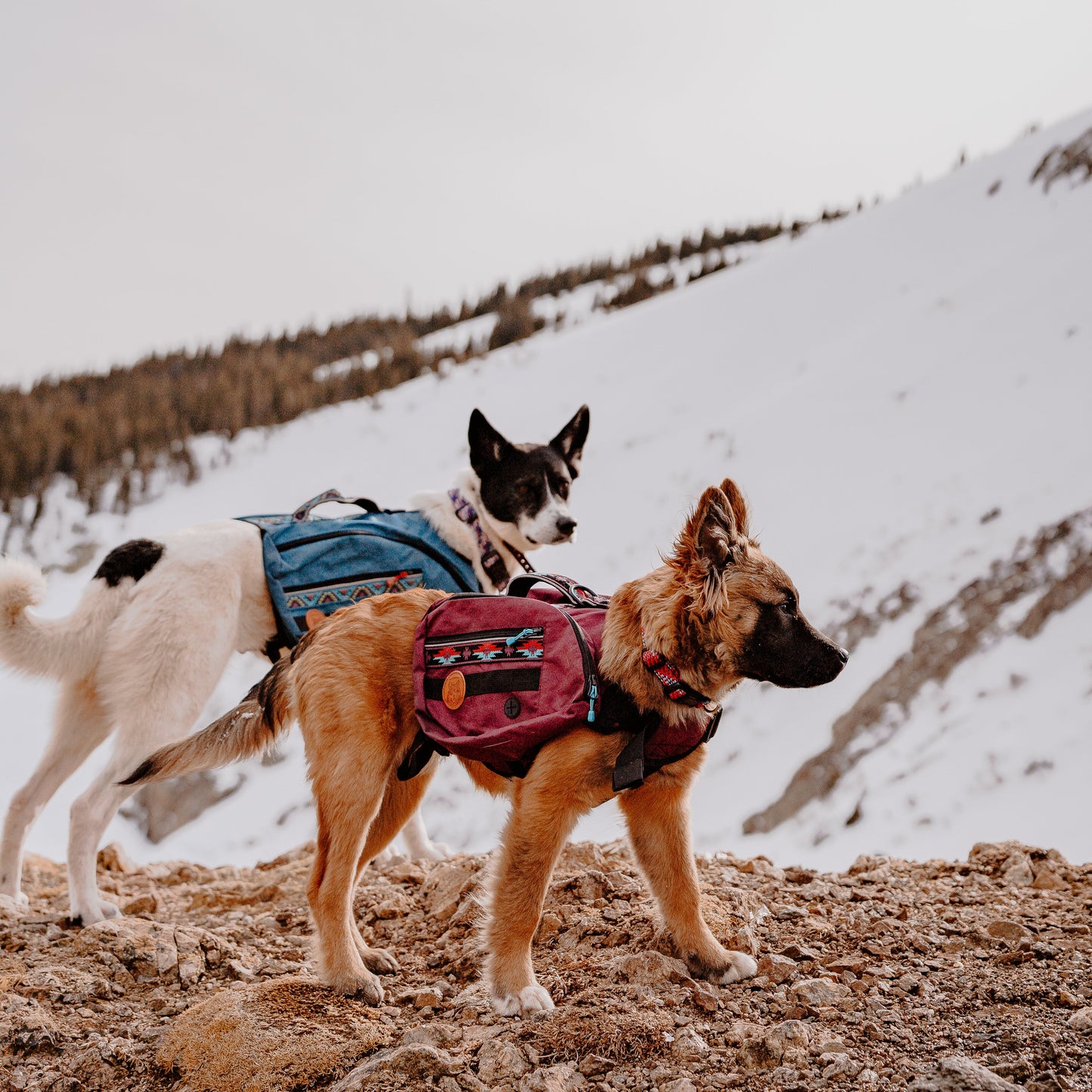Dog Backpack