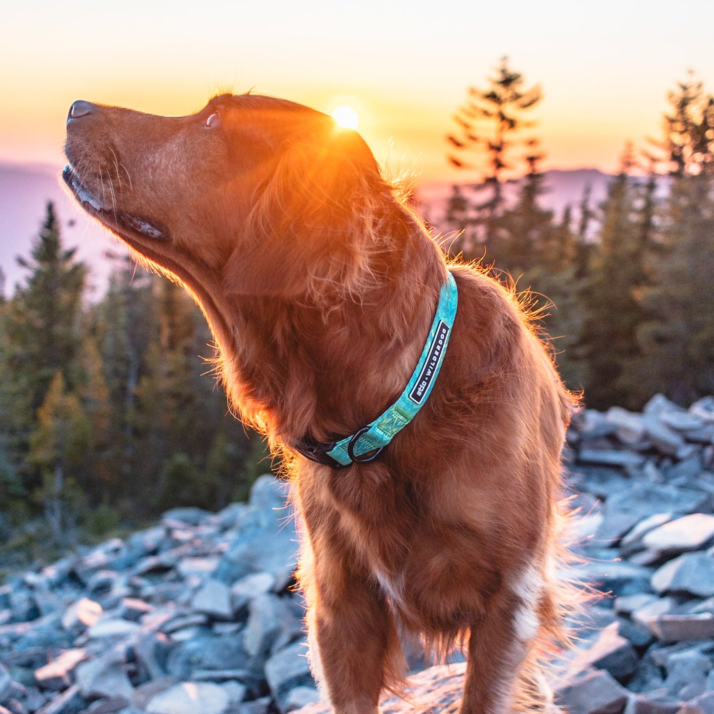 Wilderdog x Stio Ultralight Collar