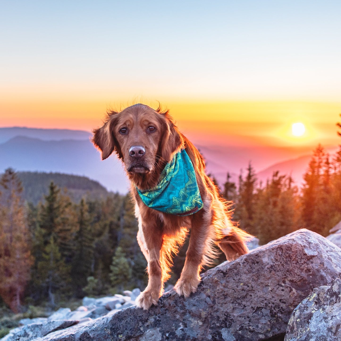 Wilderdog x Stio Bandana