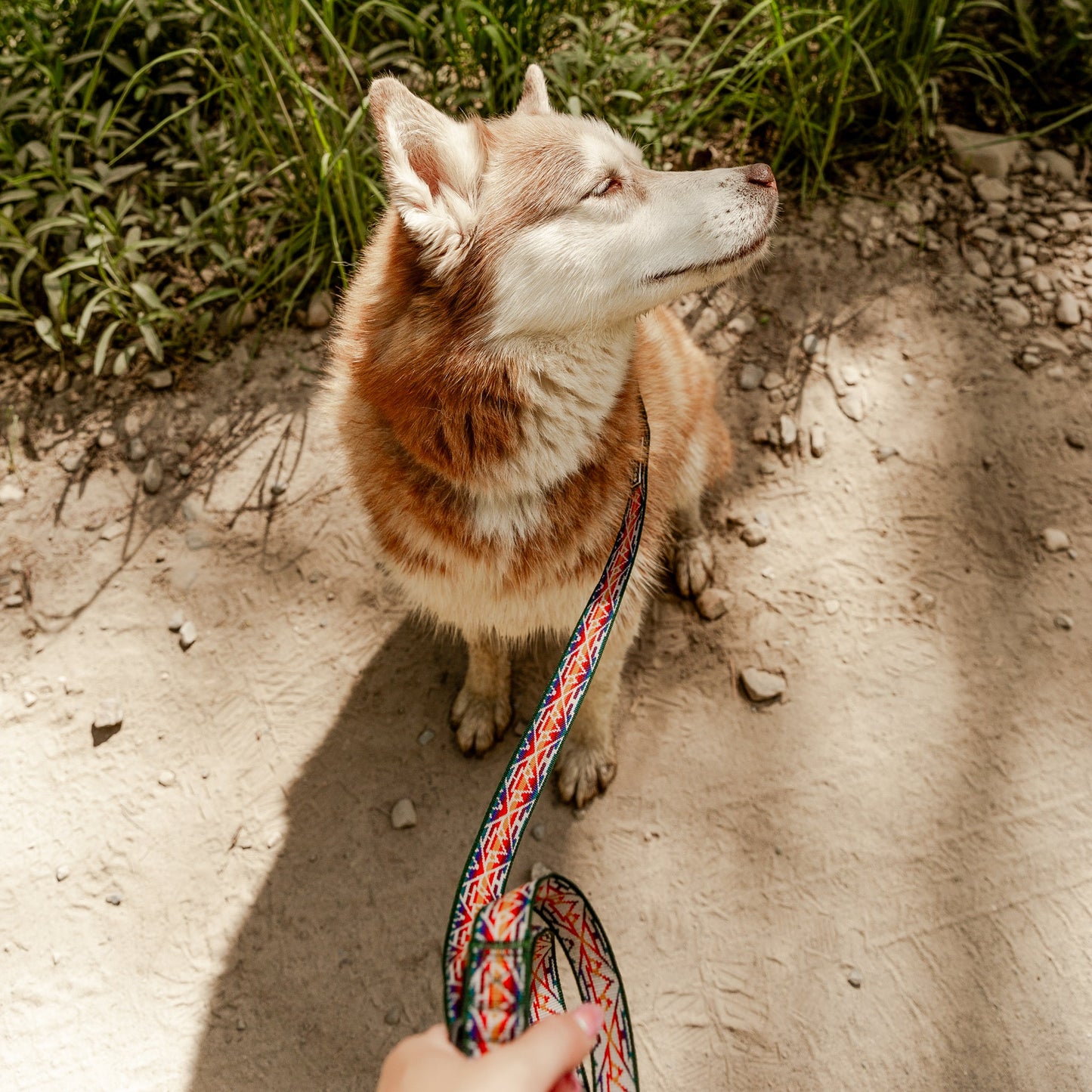 Rainbow Ultralight Leash