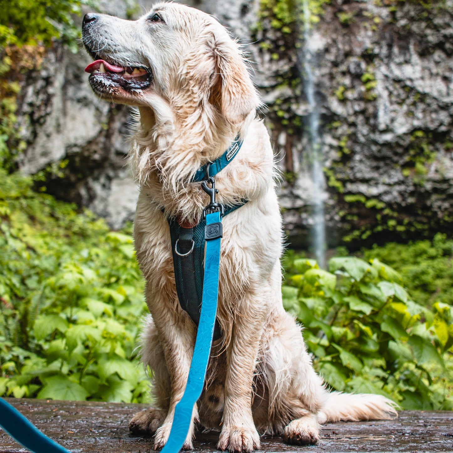Pacific Blue Waterproof Leash
