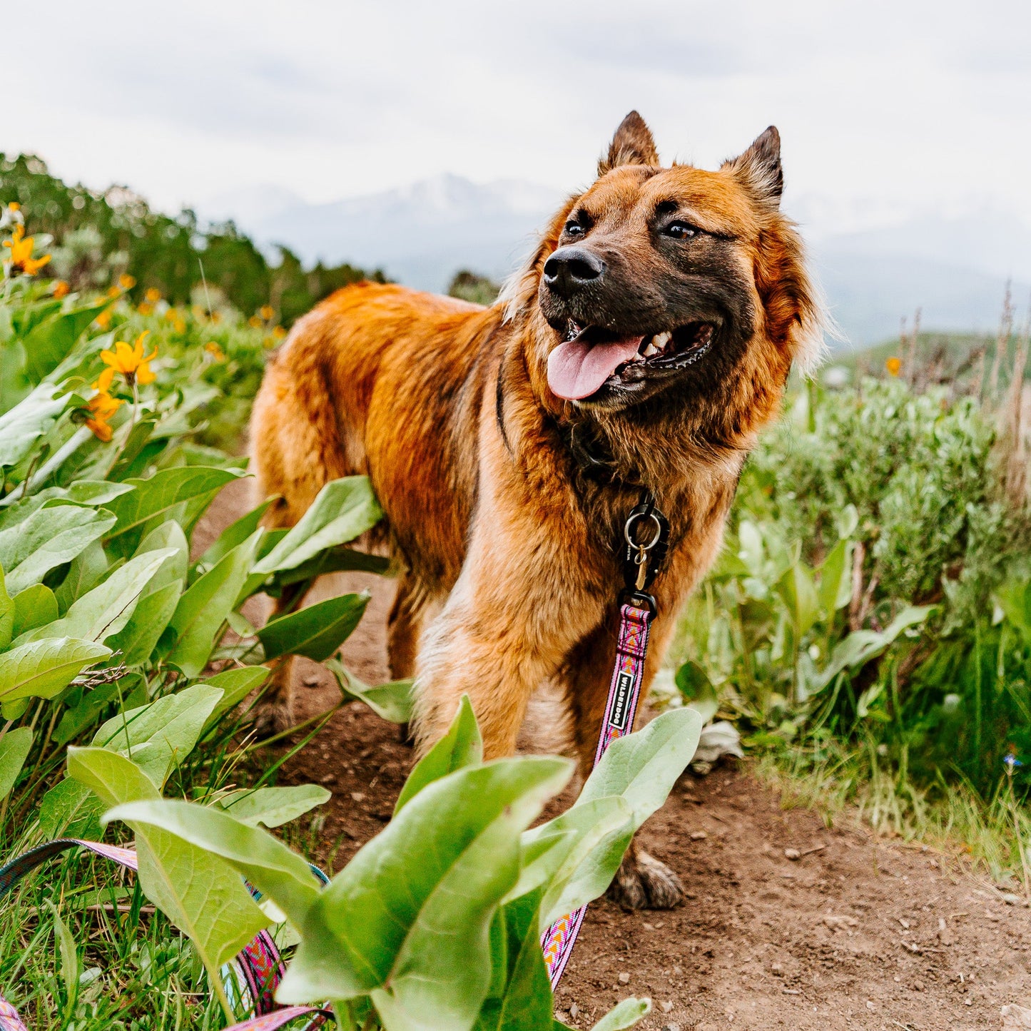 Daybreak Ultralight Leash