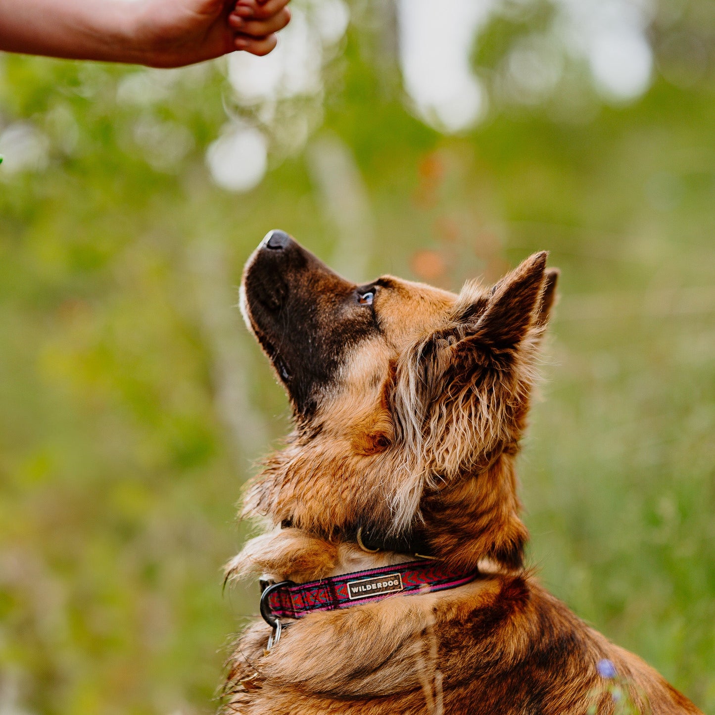 Daybreak Ultralight Collar