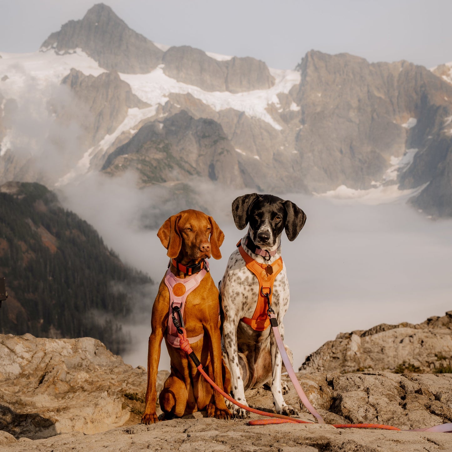 Dog Harness