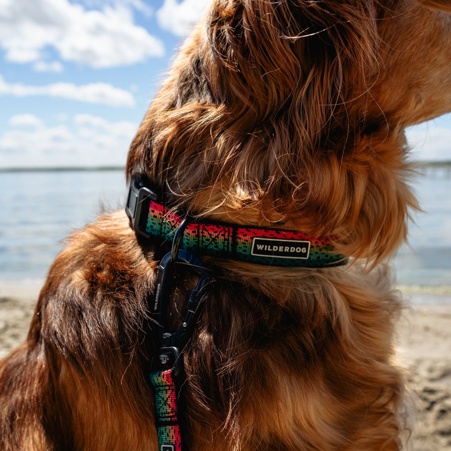 Trout Ultralight Collar