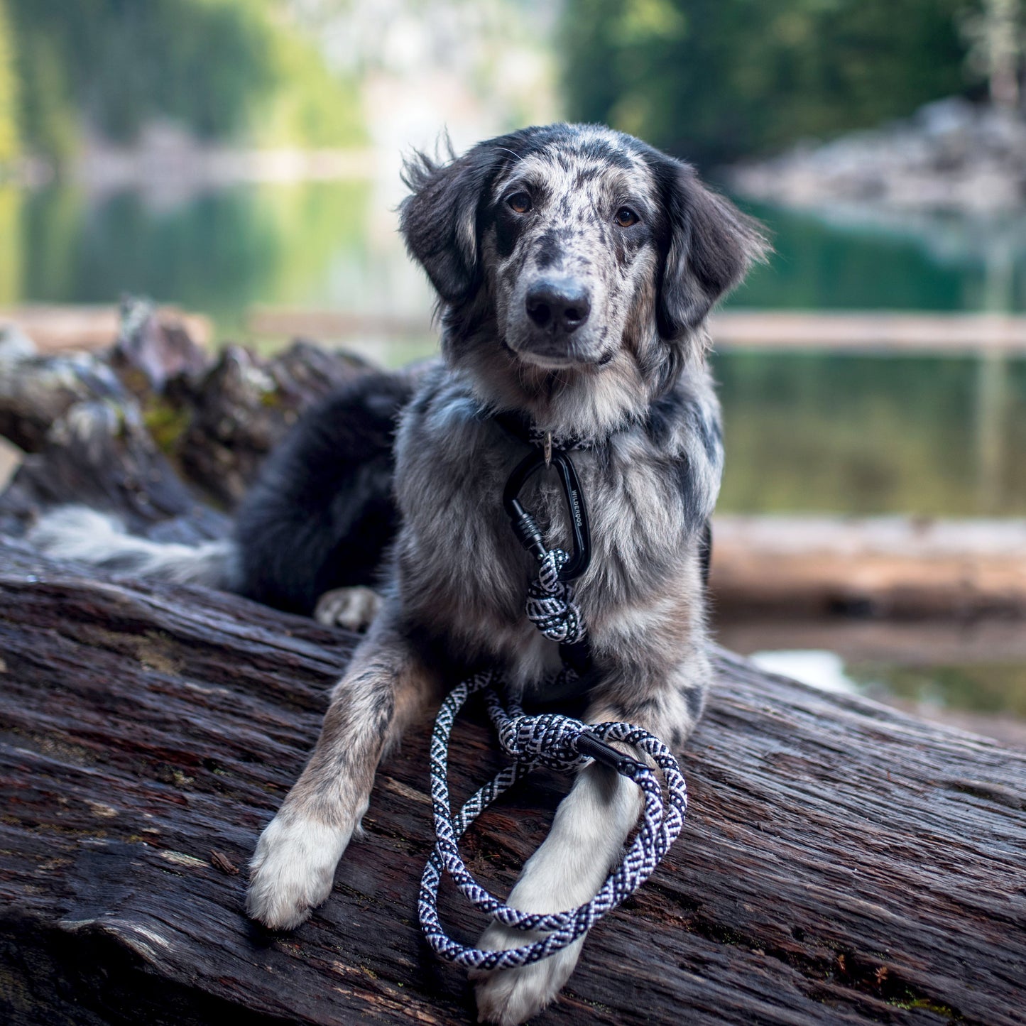 Black and White Leash