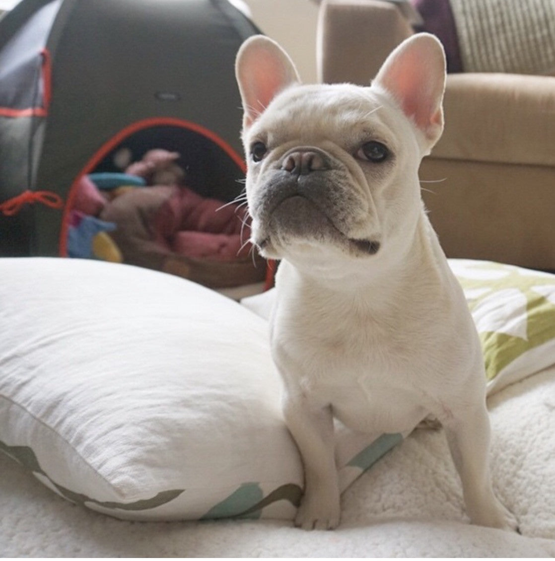 Pup Tent Hound Lounge
