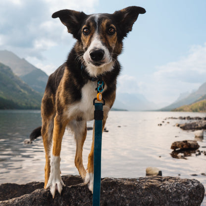 Pacific Blue Waterproof Leash