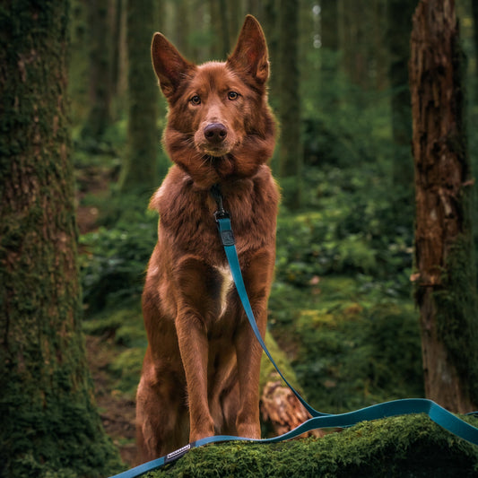 Pacific Blue Waterproof Leash