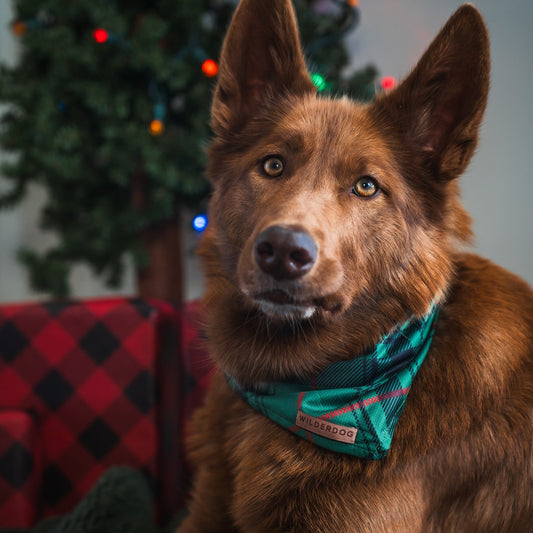 Tartan Plaid Bandana