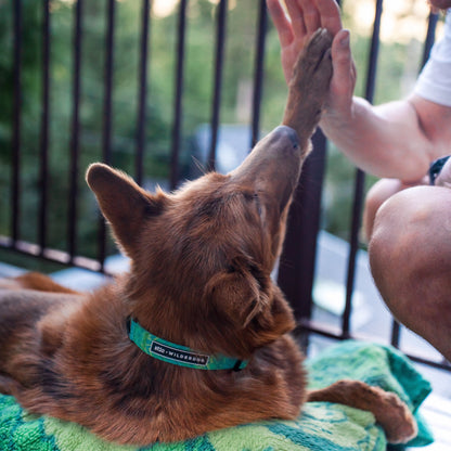 Wilderdog x Stio Ultralight Collar