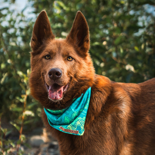Wilderdog x Stio Bandana
