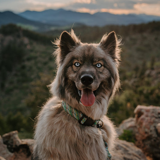 Alpine Reflective Collar