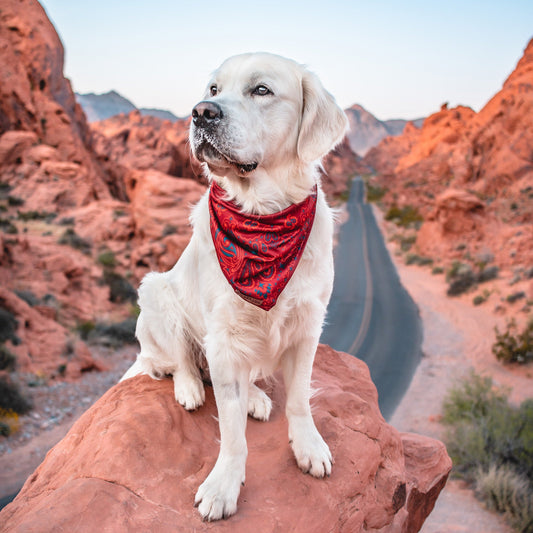 Rodeo Bandana