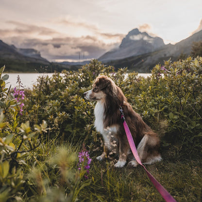 Plum Waterproof Leash