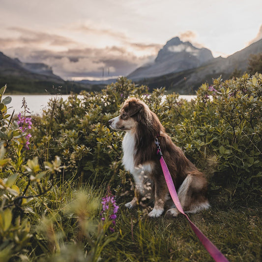 Plum Waterproof Leash
