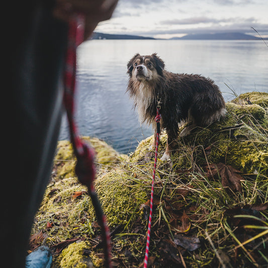 Maple Quick Clip Leash
