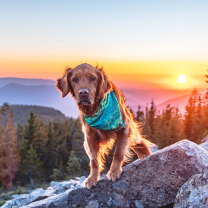 Wilderdog x Stio Bandana