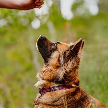 Daybreak Ultralight Collar