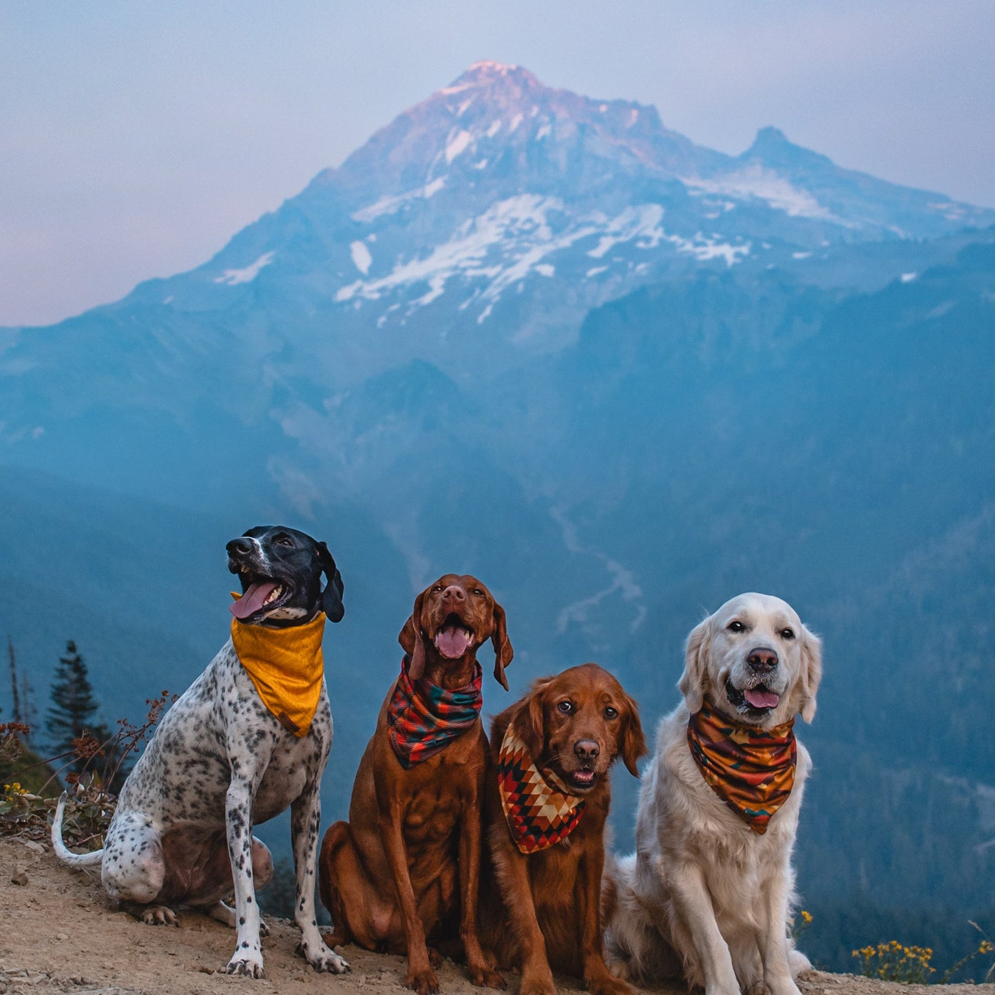 Pumpkin Spice Plaid Bandana
