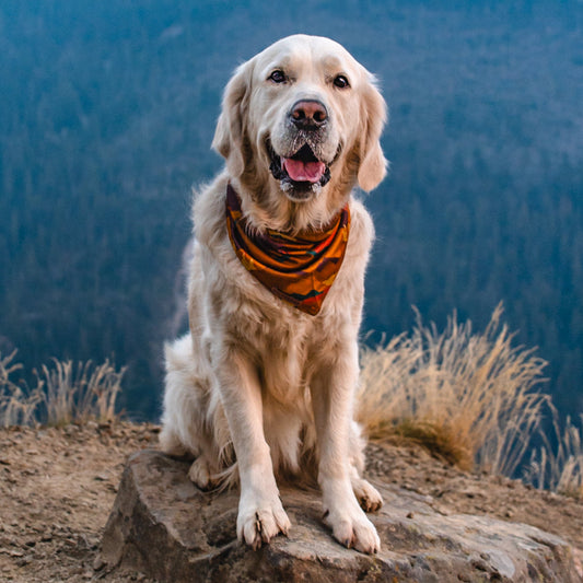Autumn Air Bandana