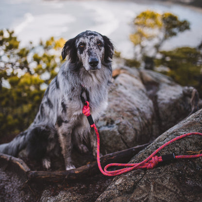 Sierra Leash
