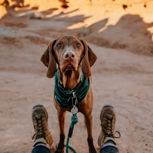 Evergreen Topo Bandana