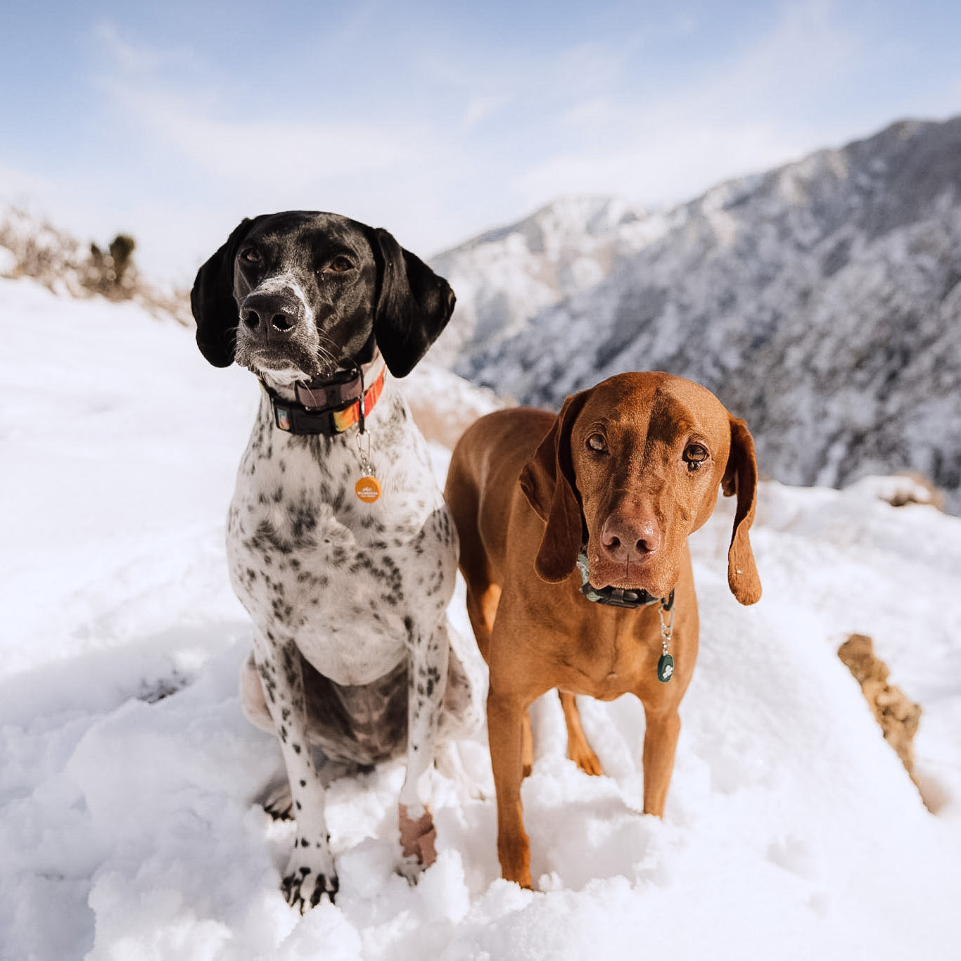 Wilderdog Silicone Tag