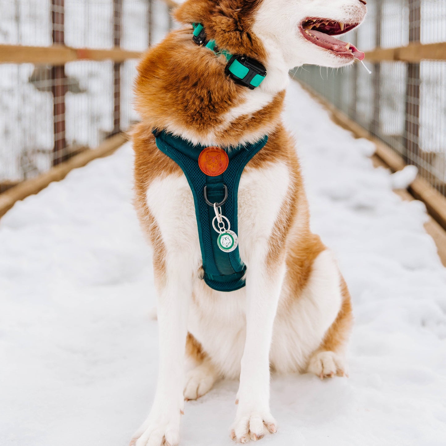Wilderdog Silicone Tag