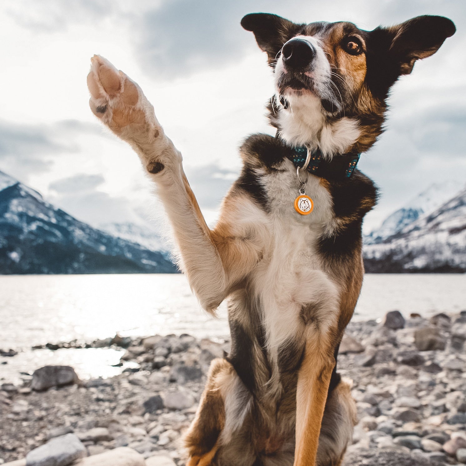 Tricolor dog on rocky shore, wearing a collar with Wilderdog Silicone Tag.